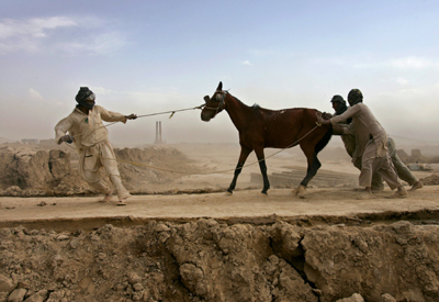 A stubborn horse 
