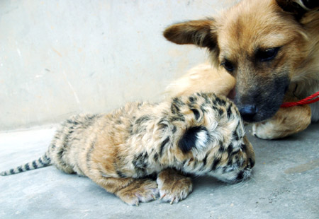 Dog becomes tiger's wet nurse
