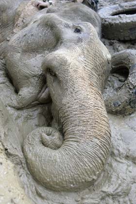 Trapped in mud