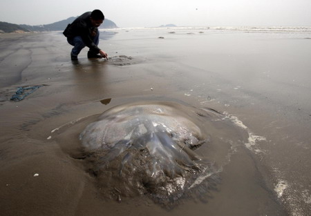 Thousands of jellyfish stranded on S China beach
