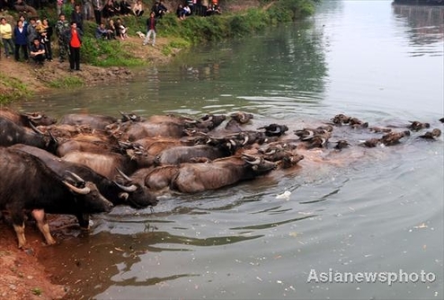 Buffalo Festival in SW China