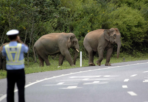 Wild elephants cross the road