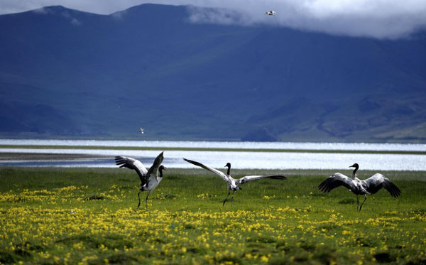 Tibet invests 318 M yuan in wetlands