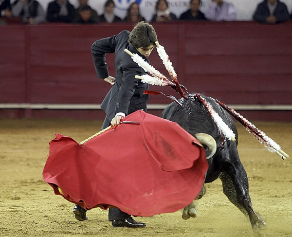 Bull fighting in Ecuador