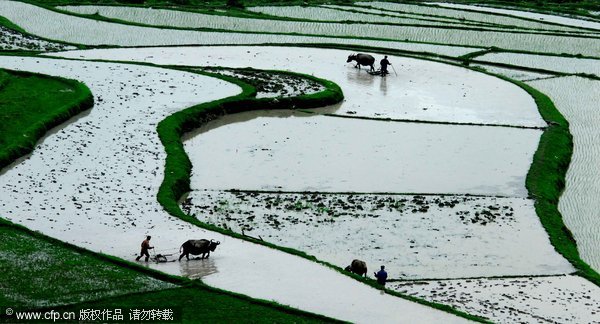 Sowing time on watery terraces in SW China
