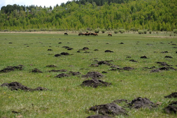 Inner Mongolian grassland gnawed by rodents