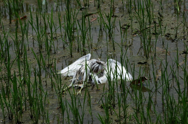 Young egrets drop dead en masse in E China