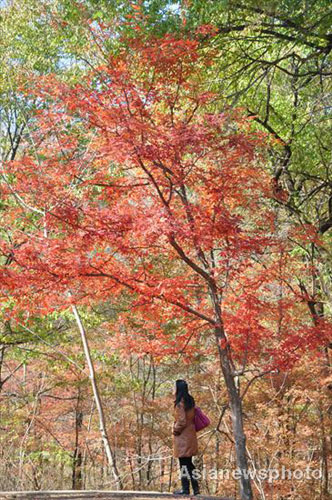 Autumn photos: Color of red