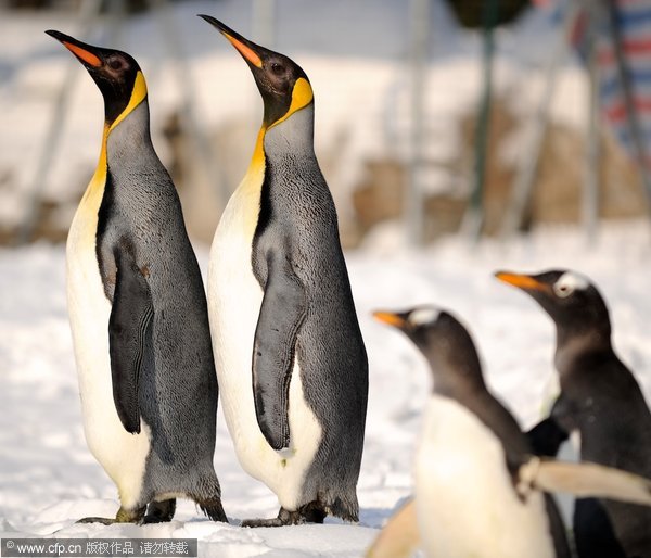 Emperor penguins spend New Year in Beijing