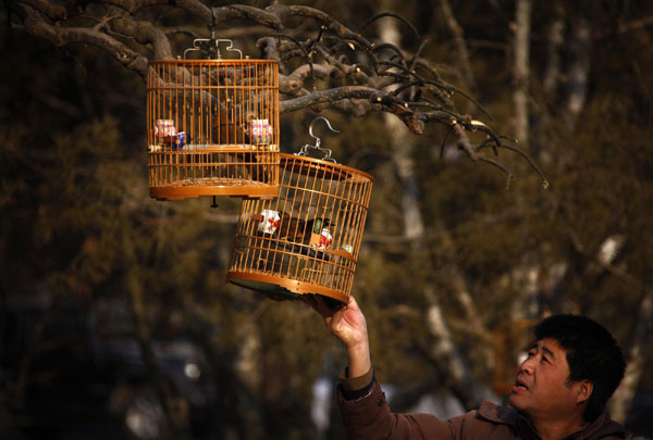 Beijingers walk pet birds to have fun