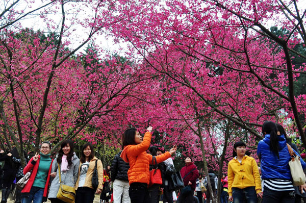 Cherry blossoms attract visitors in S China
