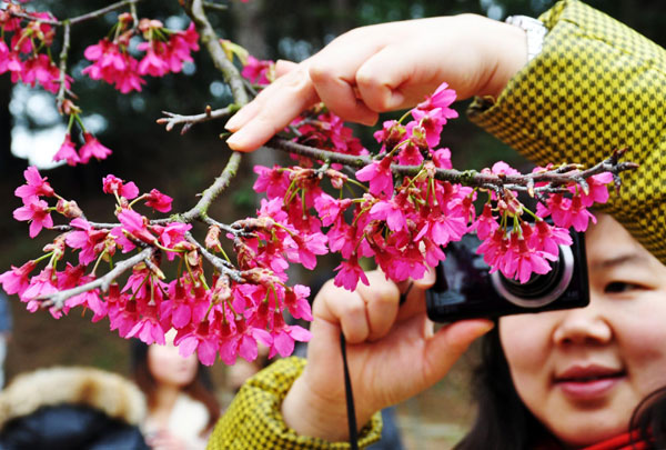 Cherry blossoms attract visitors in S China