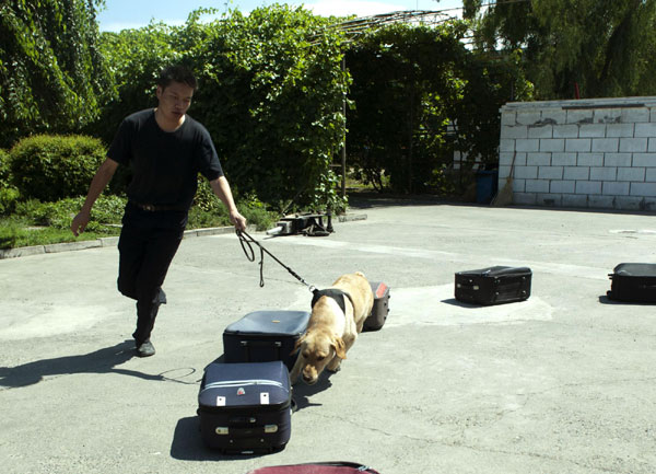 Training of detection dogs in NW China