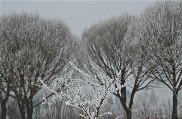 Rimed trees seen in Tianjin
