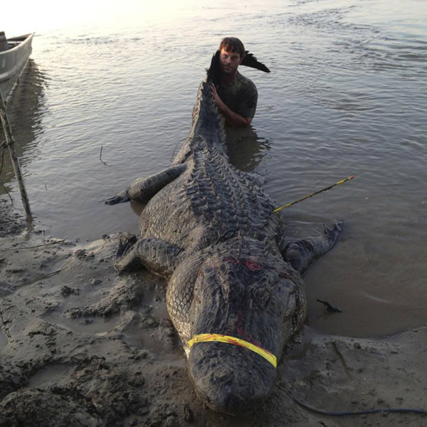 Record alligator caught in Mississippi River