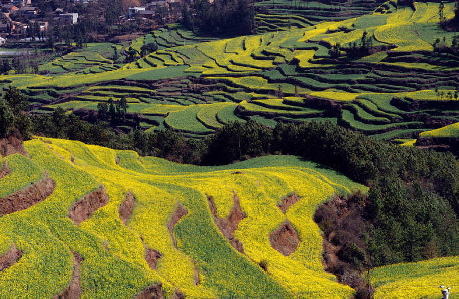 Rural colors blooming in spring