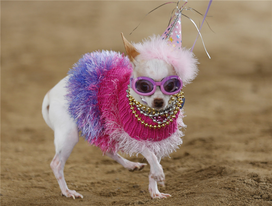Doggie Gras Parade Celebration in US
