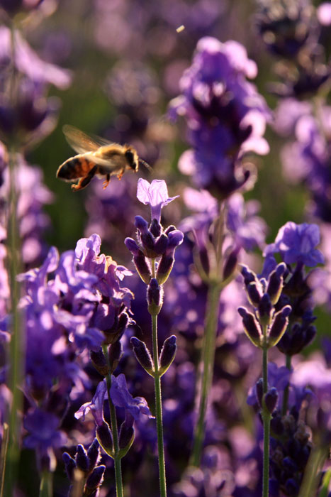 Lavender blooms in Xinjiang