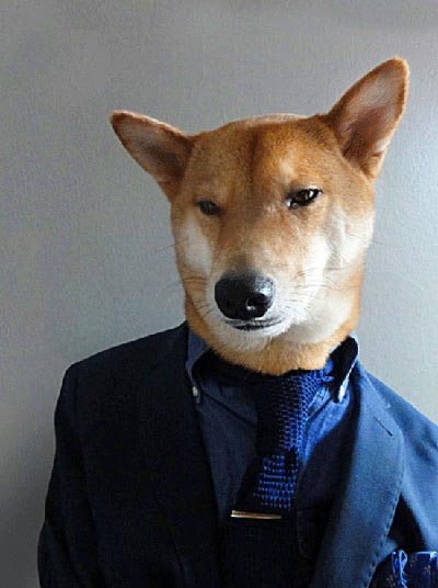 World's best dressed dog