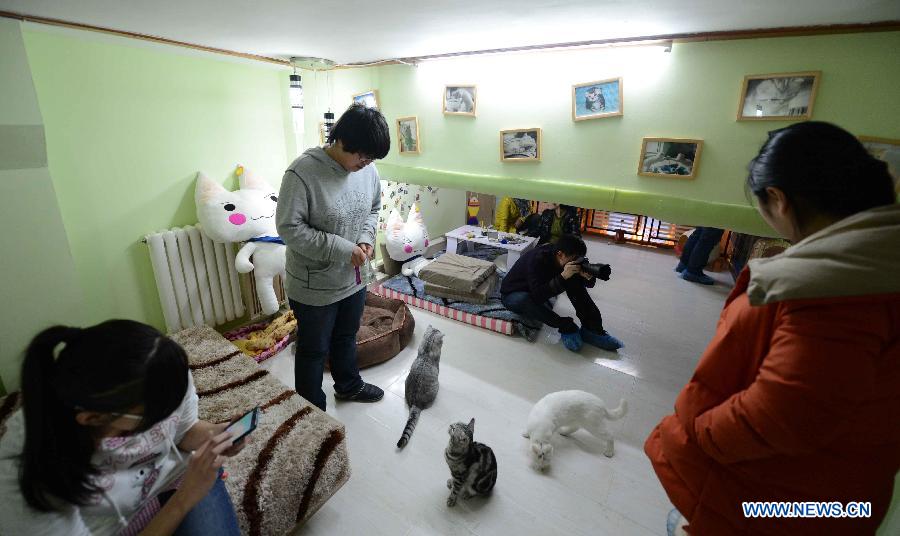 Cat-themed coffee bar opens in Harbin