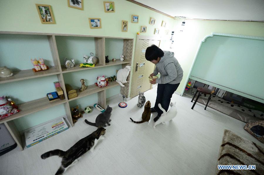 Cat-themed coffee bar opens in Harbin