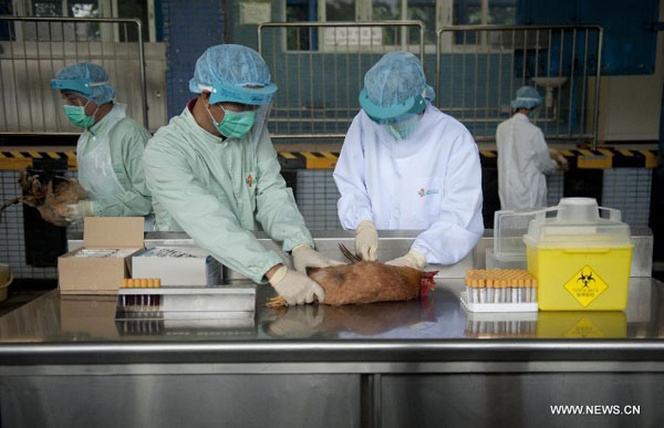 HK carries out avian influenza tests on imported chicken