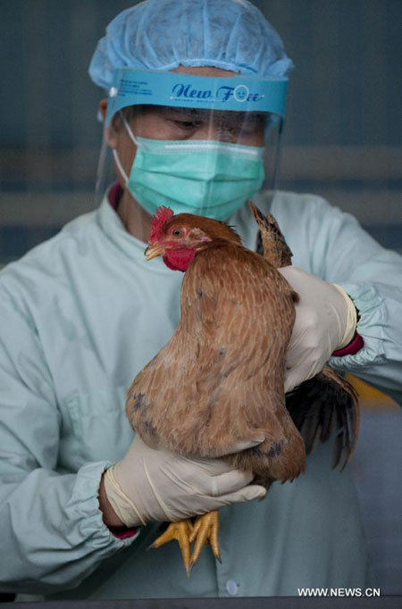 HK carries out avian influenza tests on imported chicken