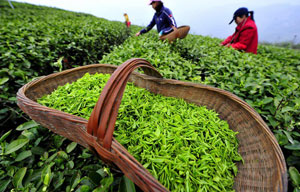 2013 China Tea Conference kicks off in Zhejiang