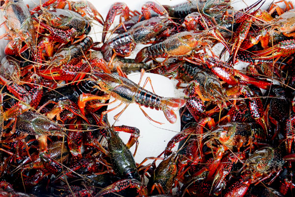 Truth, lies and crayfish on a plate