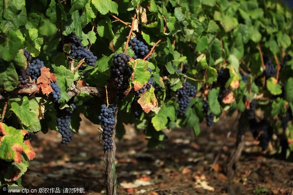 Grape harvest in Spain