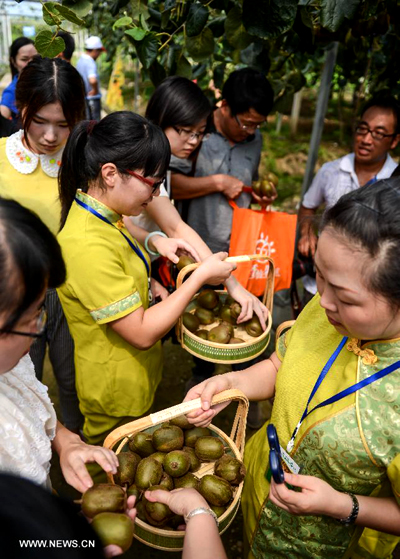Kiwi fruit enters harvest season in E China