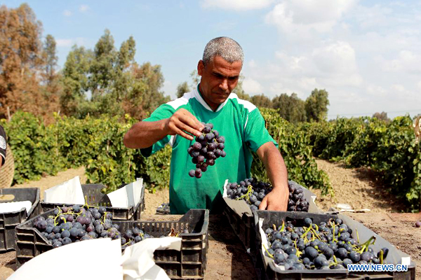 People harvest grapes in Algerian vineyards