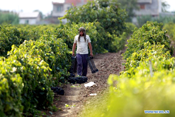 People harvest grapes in Algerian vineyards