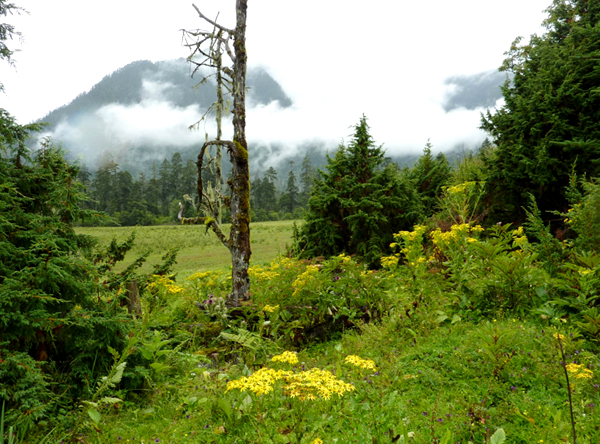 Tibetan herbs enrich local people