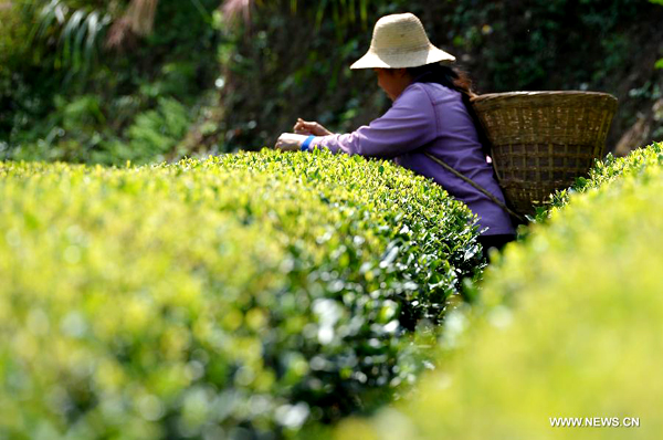 Farmers pick autumn tea in C China