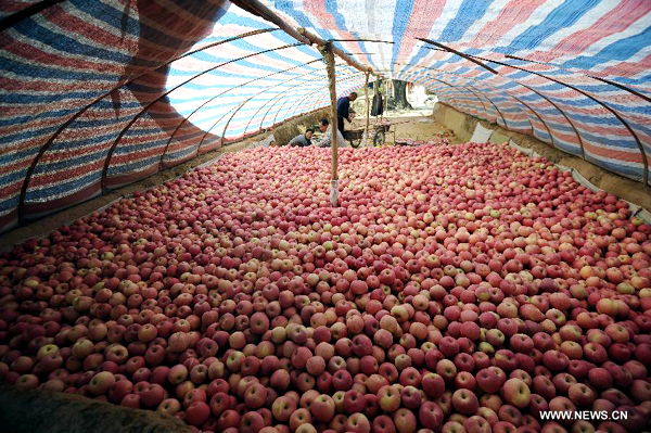 Apples harvest in China's Shanxi