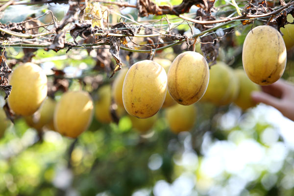 The arhat fruit in the mountains