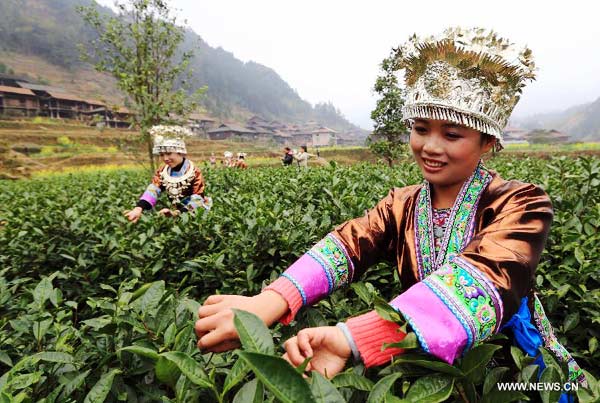 SW China county starts picking tea on day of spring's beginning