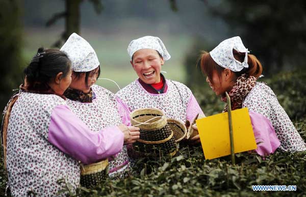 Tea growers pick spring tea in Sichuan