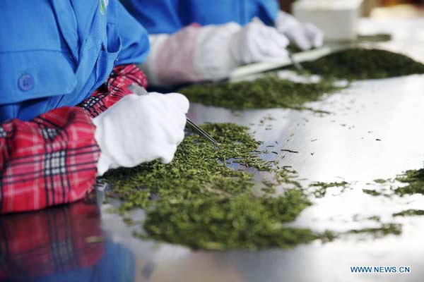 Tea growers pick spring tea in Sichuan
