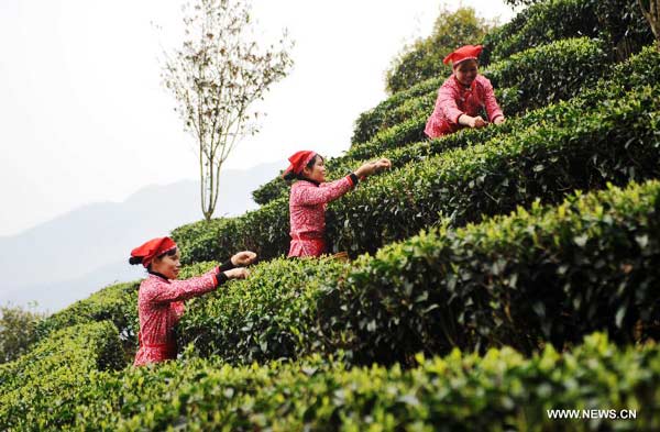 Tea growers pick 1st batch of spring tea