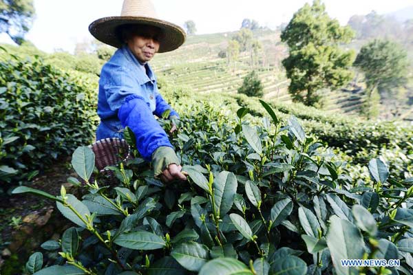 Tea picking in Hangzhou