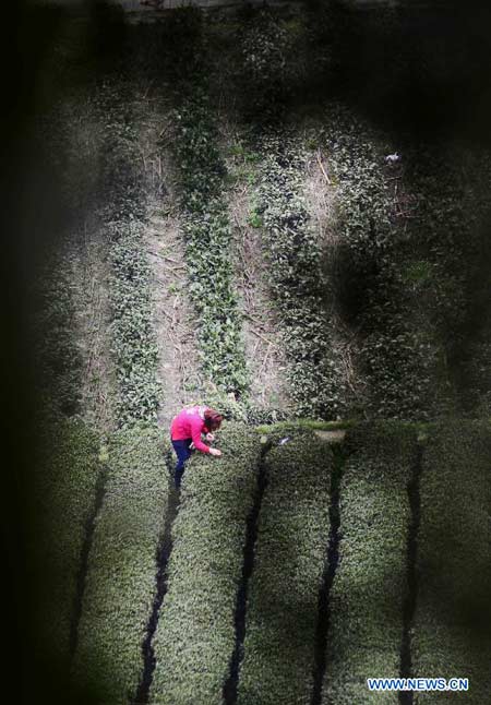 Spring tea harvest time of Central China's Enshi