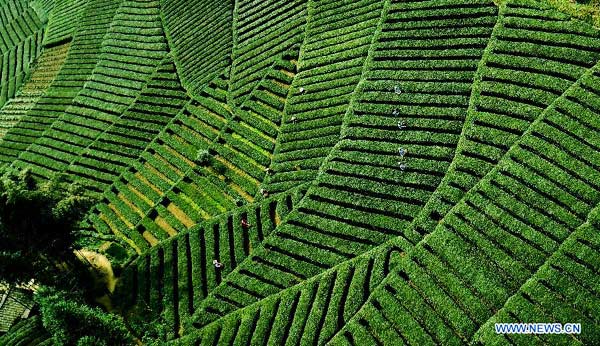 Tea fields in NW China village