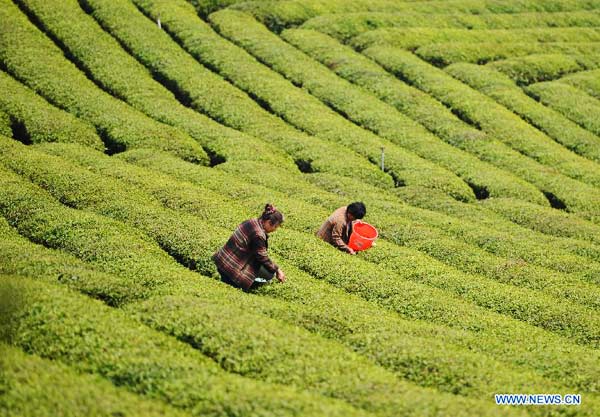 Ninghong black tea