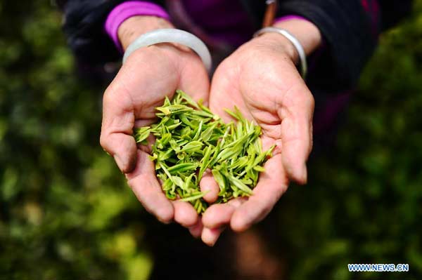 Ninghong black tea