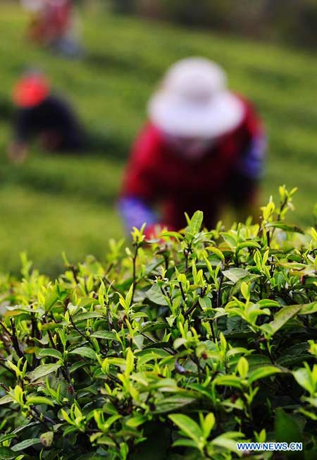 Busy tea picking before Qingming Festival