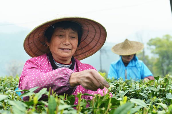 Demand for early batch of spring green tea drops