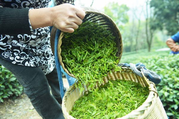 Demand for early batch of spring green tea drops