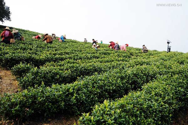 White tea enters tea picking season in east China